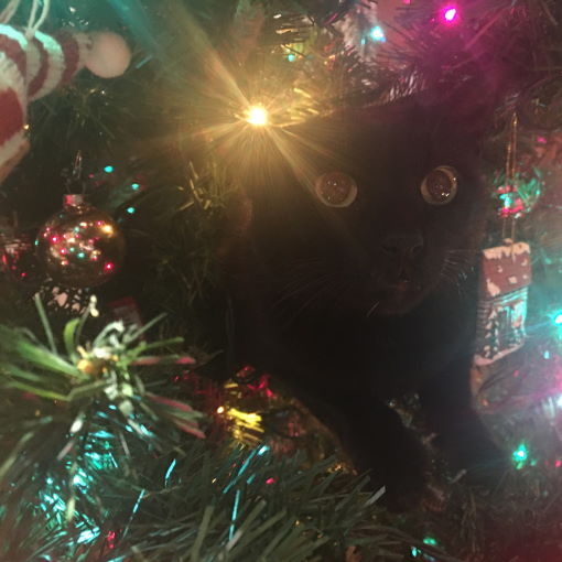 A black cat hiding inside a Christmas tree.